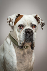Obraz premium Dog
