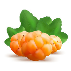 Ripe cloudberry vector illustration. Creeping raspberry with yel