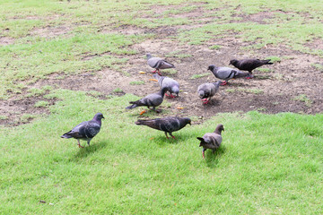 pigeon walking on green grass
