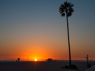 Palm tree at sunset,Newport beach, California.