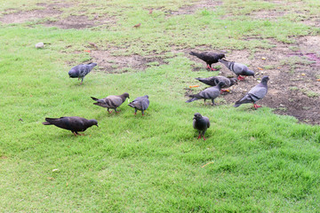 pigeon walking on green grass