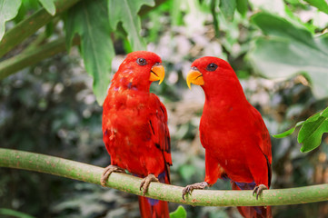 A couple of red parrots sitting on a branch, and take care of ea