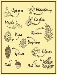Nature illustration. Natural materials. Forest postcard. Forest fruits, leaves, branches.