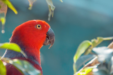 Red Parrot close up shot.  Beautiful parrot among the leaves. Ec