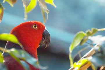 Red Parrot close up shot.  Beautiful parrot among the leaves. Ec