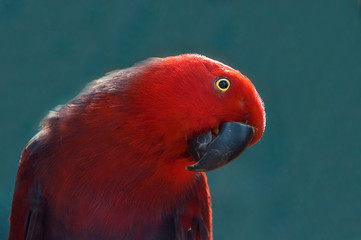Red Parrot close up shot.  Beautiful parrot on a blue background