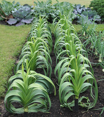 Obraz premium A Beautiful Display of Leek Plants in a Vegetable Garden.