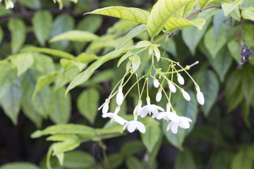 white flower in garden