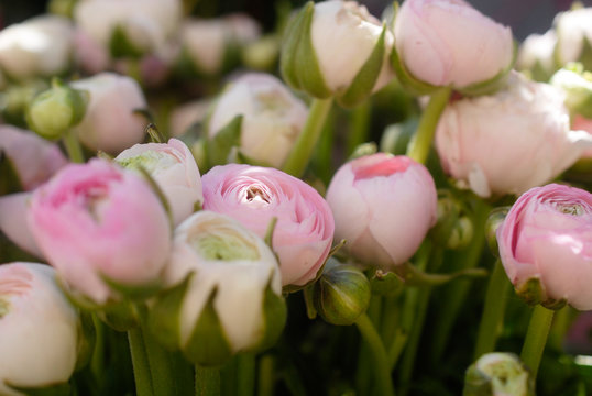 Renoncules roses