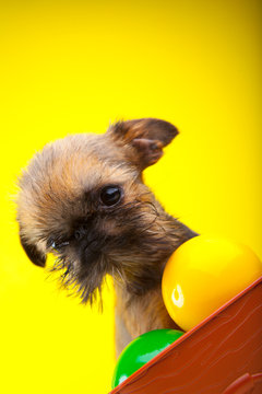 griffon puppies in box with baby balls