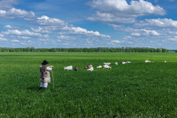 Shepherd and herd of goats on a pasture