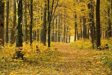 Golden autumnal forest with sunbeams