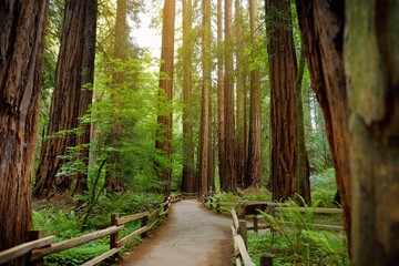 Hiking trails through giant redwoods in Muir forest near San Francisco, California - obrazy, fototapety, plakaty