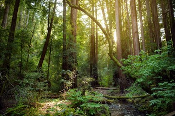 Hiking trails through giant redwoods in Muir forest near San Francisco, California
