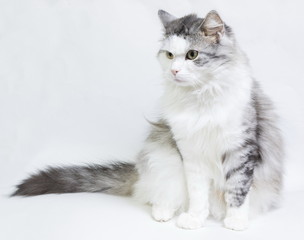 Siberian cat, portrait on a white background
