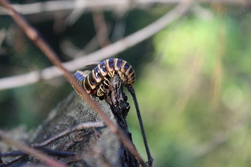 Fall centipede