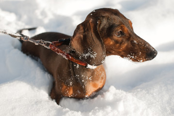 Young small dachshund is in snow. It looks forward