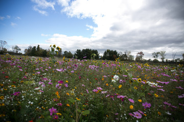 A field of wild flowers in autumn