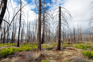 Spooky dead tree forest in Bryce Canyon National Park