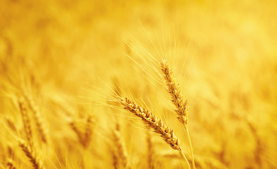  wheat