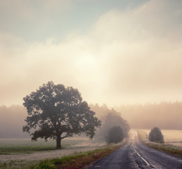 Autumn Landscape with Trees and Road in Fog