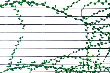 ivy on white wood texture background