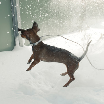 Young small dachshund plays with the snow in the winter