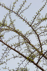 木の枝01