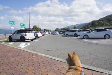 飼い主を待つ柴犬