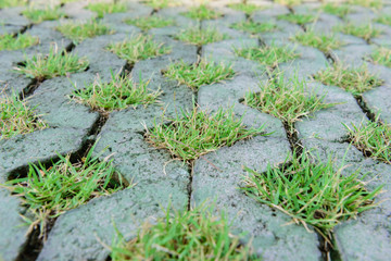Green grass in cement