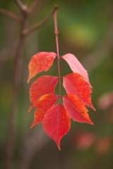 赤くなった葉っぱ