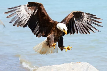 Gordijnen Bald Eagle tijdens de vlucht © mifurman