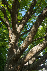 Old oak in the park
