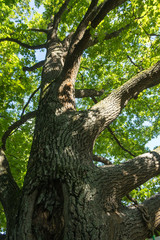 Fototapeta na wymiar Old oak in the park