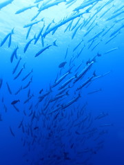 Fototapeta na wymiar パラオの海　海中から見上げたバラクーダの群れ　スキューバダイビング