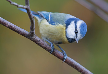 Blue tit