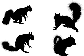four squirrels silhouettes isolated on white