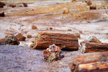 Fototapeta premium Stunning petrified wood in the Petrified Forest National Park, Arizona