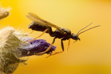 Winged ant