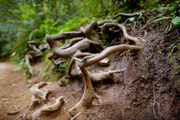 Hiking trails through giant redwoods in Muir forest near San Francisco, California