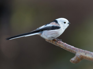  Long tailed tit