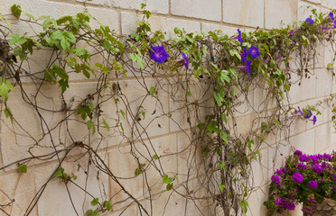 Pnące się kwiaty na murze © rafaello