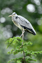 樹上のアオサギ