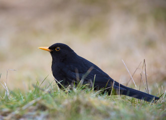 Common blackbird