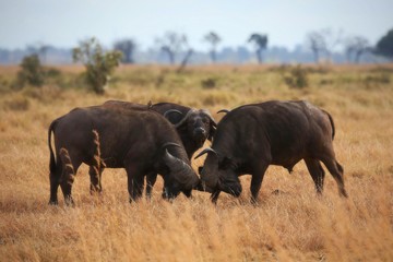 buffalo fight in the nature habitat, african wilderness, wild africa, dry savanah, big wild animals, african big five