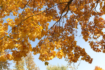 fallen leaves of autumn trees in the park