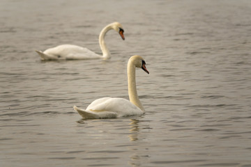 Two white swans swimming in lake. Beautiful nature scene with wildlife.