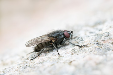 Macro of a flesh fly sitting on a bright rock surface
