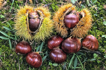 sweet chestnuts, fruit of chestnuts tree (Castanea sativa)