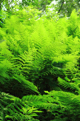 green fern leaves texture